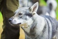 Swedish Elkhound