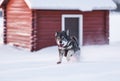 Swedish Elkhound