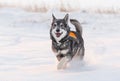 Swedish Elkhound Royalty Free Stock Photo