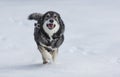 Swedish Elkhound