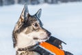 Swedish Elkhound