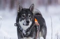 Swedish Elkhound