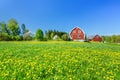 Swedish farm with dandelion flowers Royalty Free Stock Photo