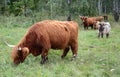 Swedish farm with highland cattle Royalty Free Stock Photo