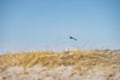 Swedish flag fluttering on a pole, captured through sandy dunes. Scandinavian Swedish banderole waving on Ribersborgsstranden