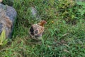 Swedish flower hen among herbs with green leaves and flowers Royalty Free Stock Photo