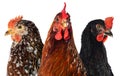 Three different hens isolated on white Royalty Free Stock Photo