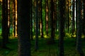 Swedish Forest in evening glow Royalty Free Stock Photo