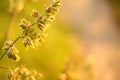 A straw on a swedish summermorning. Royalty Free Stock Photo