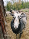 Swedish Gute sheep in spring