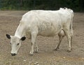 Swedish hornless cow 1 Royalty Free Stock Photo