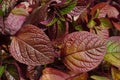 Swedish ivy, Swedish begonia or whorled plectranthus is a plant in the family Lamiaceae Plektrantus Nico. Decorative leaves in