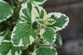 Swedish Ivy plant with green white edged leaves close-up