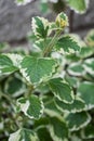 Swedish ivy plant offspring with colorful leaves