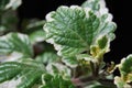 Plectranthus forsteri Royalty Free Stock Photo