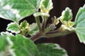 Plectranthus forsteri Royalty Free Stock Photo