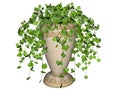 Swedish ivy plant in pot