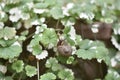 Swedish Ivy (Plectranthus forsteri) with a snail Royalty Free Stock Photo