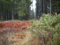 Swedish landscape in the autumn in the forest