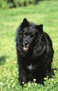 Swedish Lapphund, Dog standing on Grass