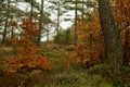 A swedish mixed forest scenery