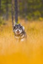 Swedish Moosehound in the fall