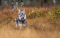 Swedish Moosehound in the fall