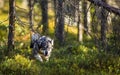 Swedish Moosehound