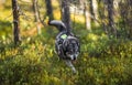Swedish Moosehound