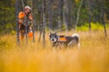 Swedish Moosehound in the fall