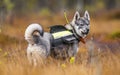 Swedish Moosehound in the fall