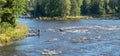 Swedish salmon area in summer Royalty Free Stock Photo