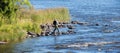 Swedish salmon area in summer Royalty Free Stock Photo