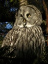 Swedish Owl