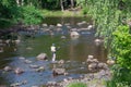 Swedish salmon area in summer Royalty Free Stock Photo