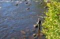 Swedish salmon area in summer Royalty Free Stock Photo