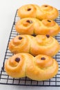 Swedish and scandinavian Christmas saffron buns Lussekatter on cooling tray, light gray concrete background, vertical