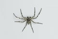 Swedish spider Philodromus margaritatus with hairy legs