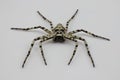 Swedish spider Philodromus margaritatus on white surface