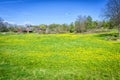Swedish spring field with dandelions Royalty Free Stock Photo