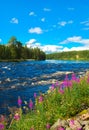 Swedish summer nature Royalty Free Stock Photo