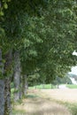 Swedish summer tree in full bloom