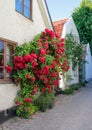 Swedish town Visby, famous for its roses