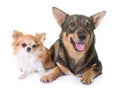 Swedish Vallhund and chihuahua