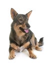 Swedish Vallhund in studio