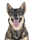 Swedish Vallhund in studio