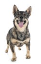 Swedish Vallhund in studio