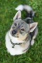 Swedish Vallhund sitting in the grass