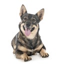 Swedish Vallhund in studio