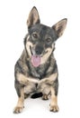 Swedish Vallhund in studio